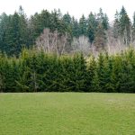 Lush green conifers on the edge of a forest with an open grassy field in springtime.